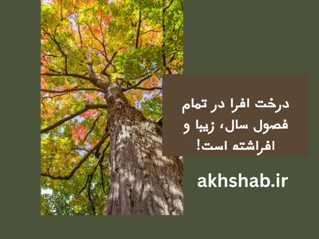 چوب روسی
